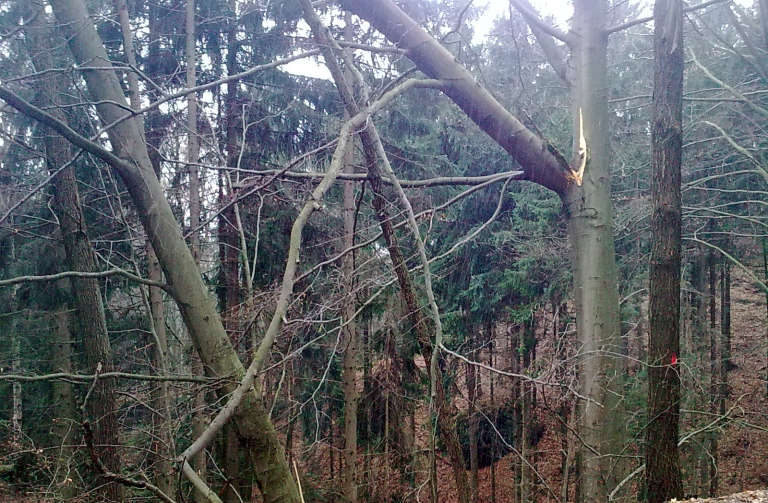 Nedaleko Hrubé Skály se podél lesních cest kácí stromy